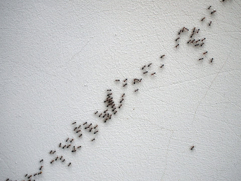 Ant trail