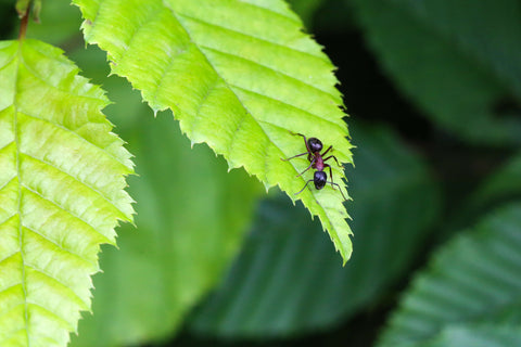 Ant on plant