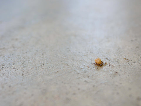 Ants eating crumbs