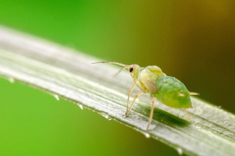 Aphid