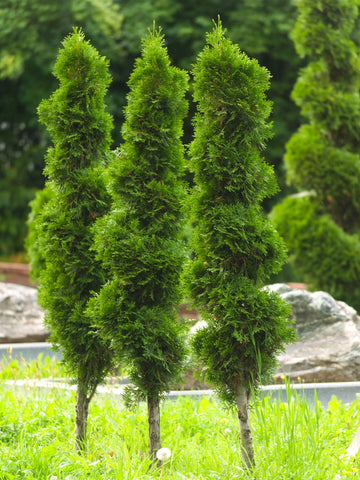 Arborvitae