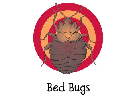 Bed Bugs