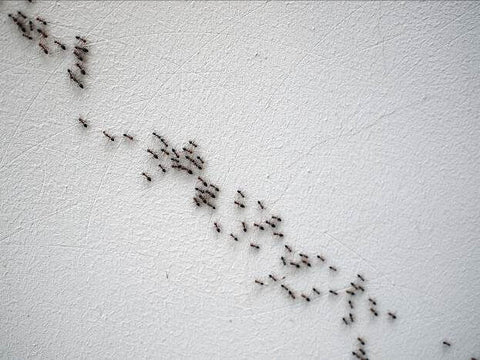 Ants in house