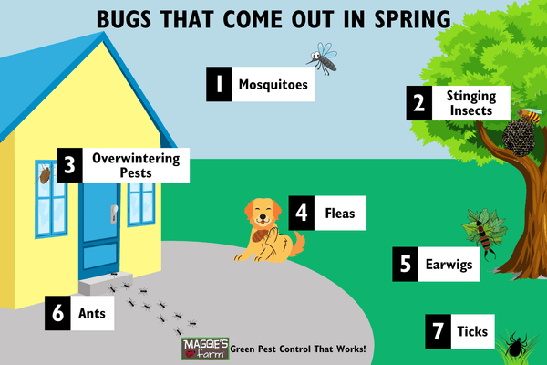 Bugs That Come Out in Spring infographic