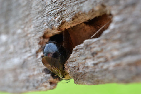Carpenter bee nest