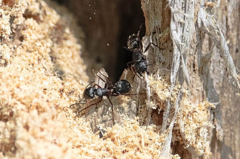 Carpenter ant tunneling in wood 