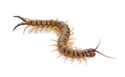 Centipede