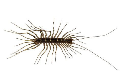 Centipede