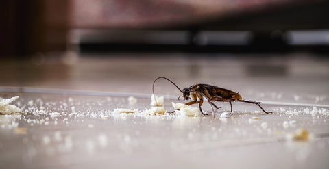 Cockroach eating crumbs