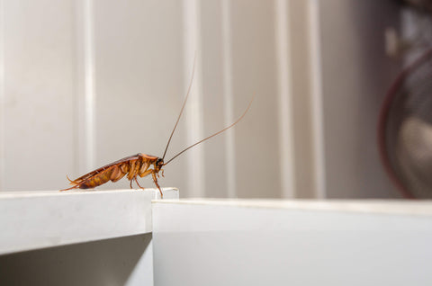 Cockroach on cabinet