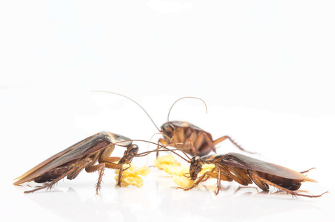 Cockroaches eating crumbs