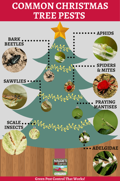 Common Christmas Tree Pests Infographic