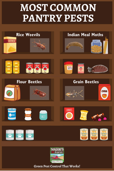 Common Pantry Pests infographic