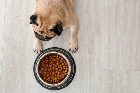 Pug dog near food bowl