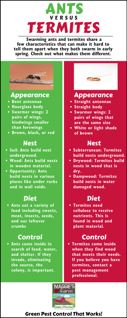 Ants vs. Termites infographic