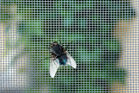 Fly on screen