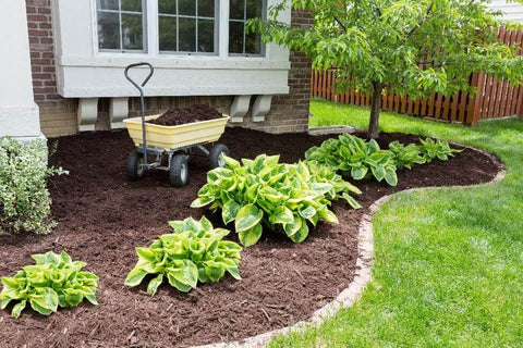 Mulch in garden