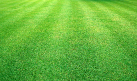 Does Artificial Grass Attract Ants? – Maggie's Farm Ltd