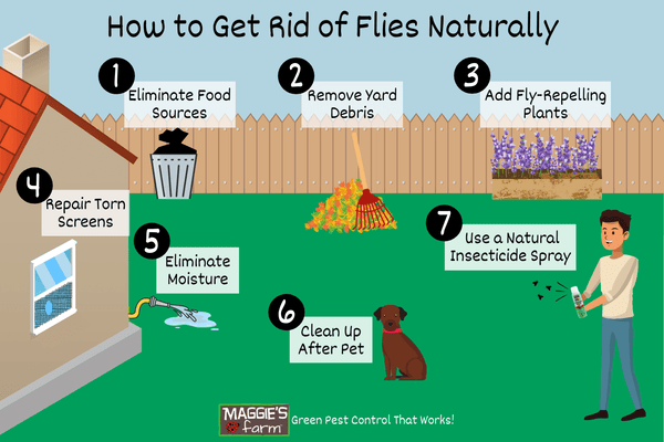 How to Get Rid of Flies Safely and Naturally - The Maids
