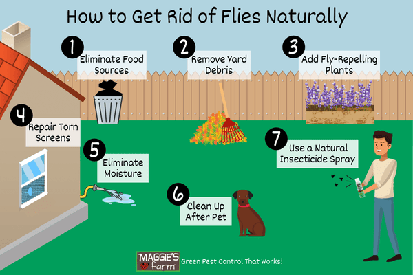 How To Get Rid Of Flies: Natural And Effective Options • Insteading