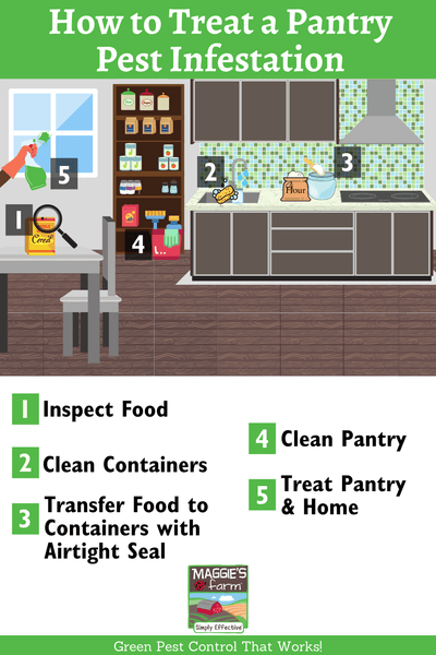How to Treat a Pantry Pest Infestation infographic 