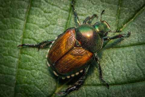 Japanese Beetle