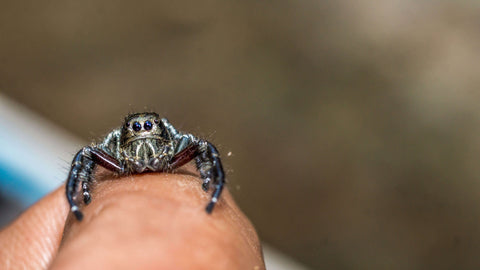 Jumping spider