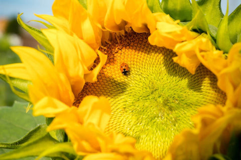 Ladybug on sunflower