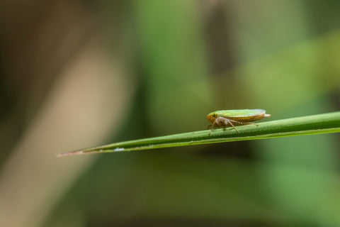 Leafhopper