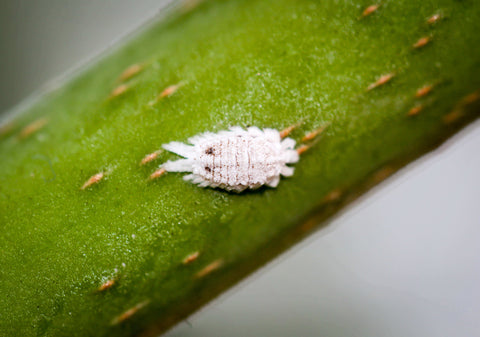 Mealybug