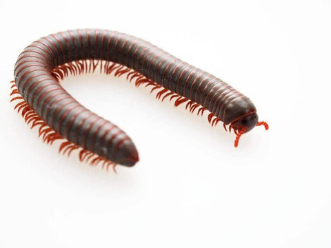 Millipede