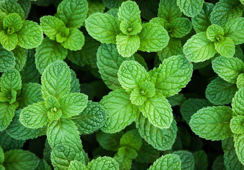 Mint plant