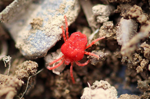 Red mite