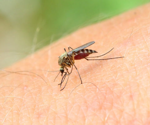 Mosquito on arm