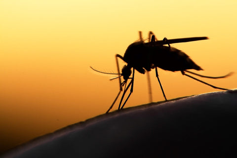 Mosquito at dusk