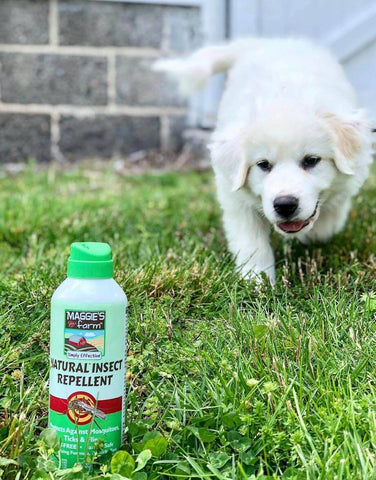 Puppy with Natural Insect Repellent