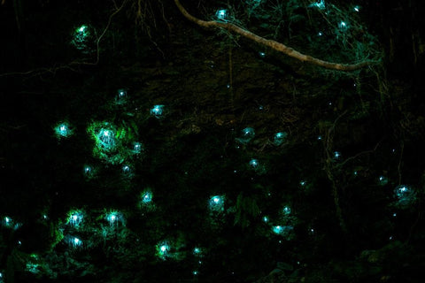 New Zealand Glowworm