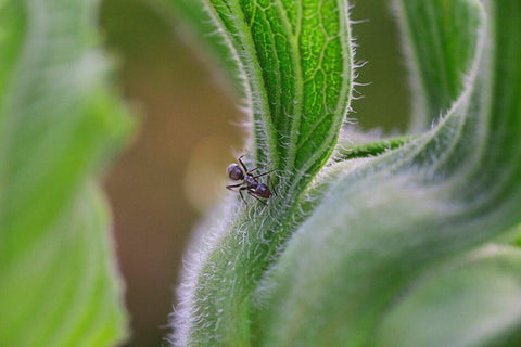 Odorous house ant on plant