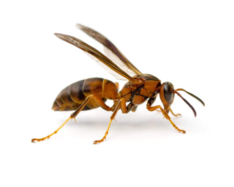 Paper wasp