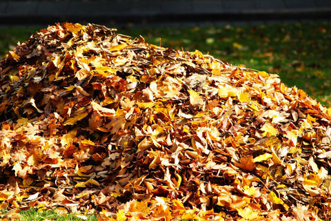 Pile of leaves