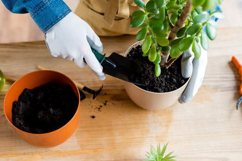 Planting Pot in Flower Pot