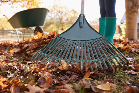 Raking leaves