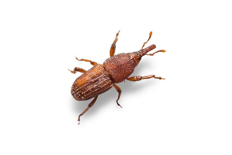 Rice weevil