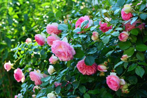 Rose bush