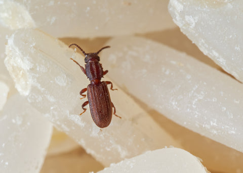 Sawtoothed grain beetle
