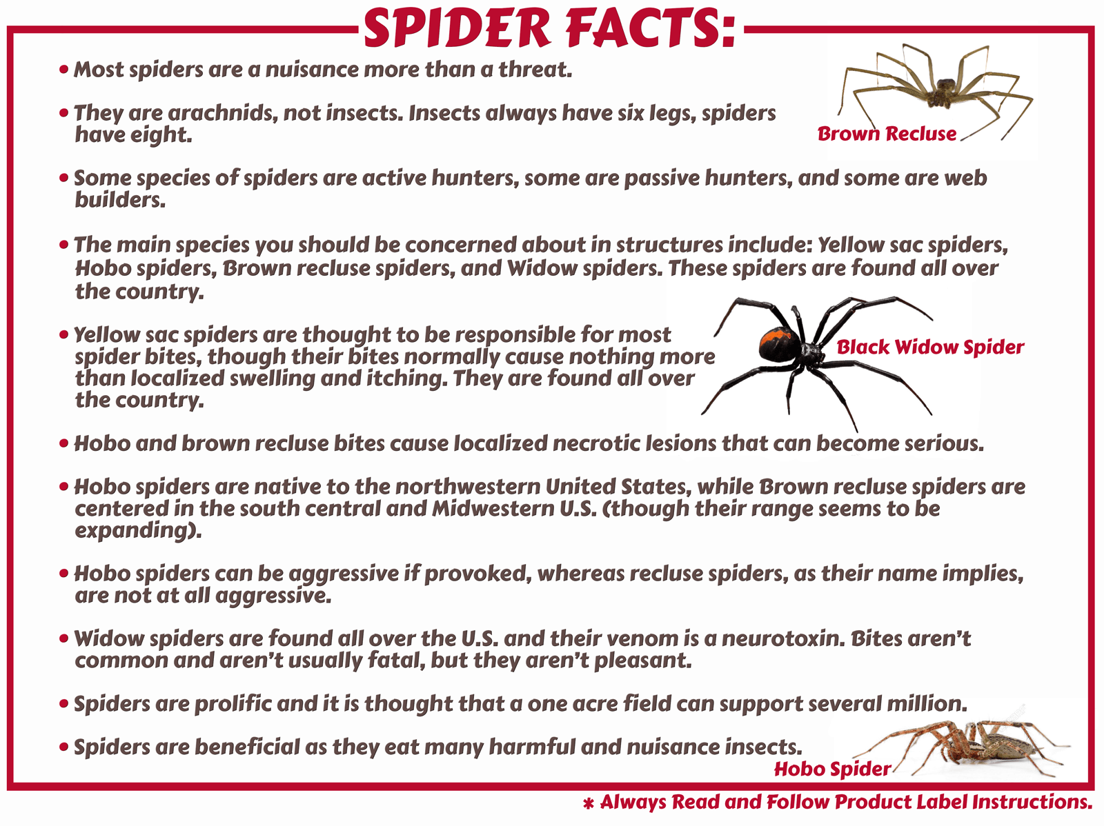 Spiders, facts and information