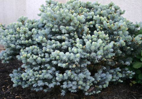 Spruce shrub