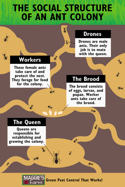 The Social Structure of an Ant Colony infographic