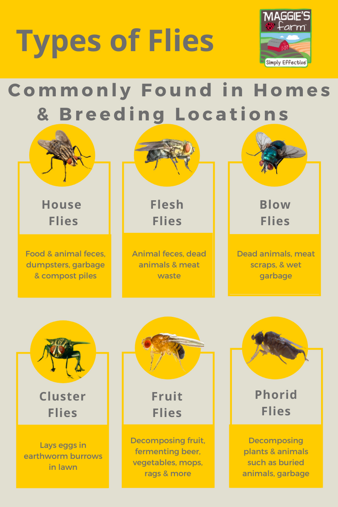 How to Get Rid of House Flies and Other Types of Flies