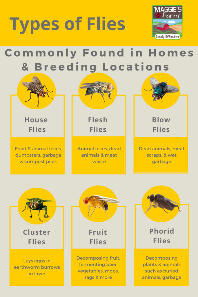 Facts About Cluster Flies – Maggie'S Farm Ltd